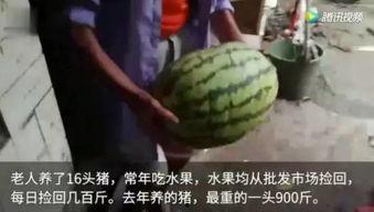 猪吃瓜视频,趣味横生的动物日常
