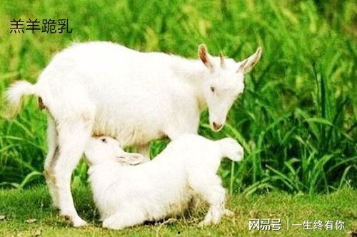 晴天小羊吃瓜视频大全,晴天小羊欢乐吃瓜时刻大盘点