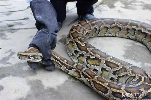 巨蛇吃麻瓜视频大全下载,视频大全下载揭秘